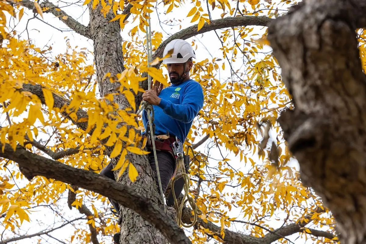 Skilled Tree Trimming crew working in Springville