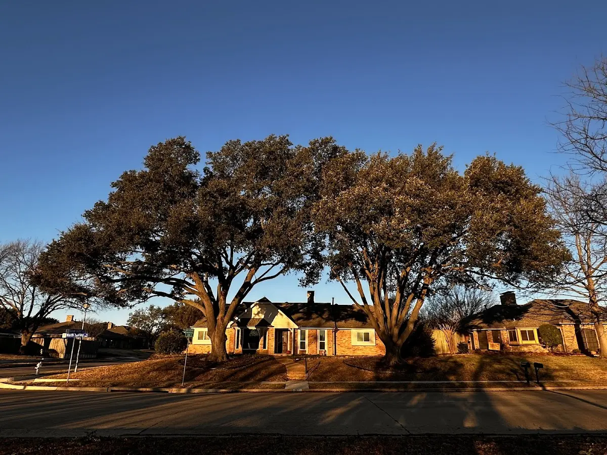 Established residential canopy tree shading a home in Springville